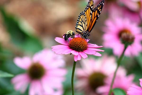 A butterfly and a bee on a pink flower