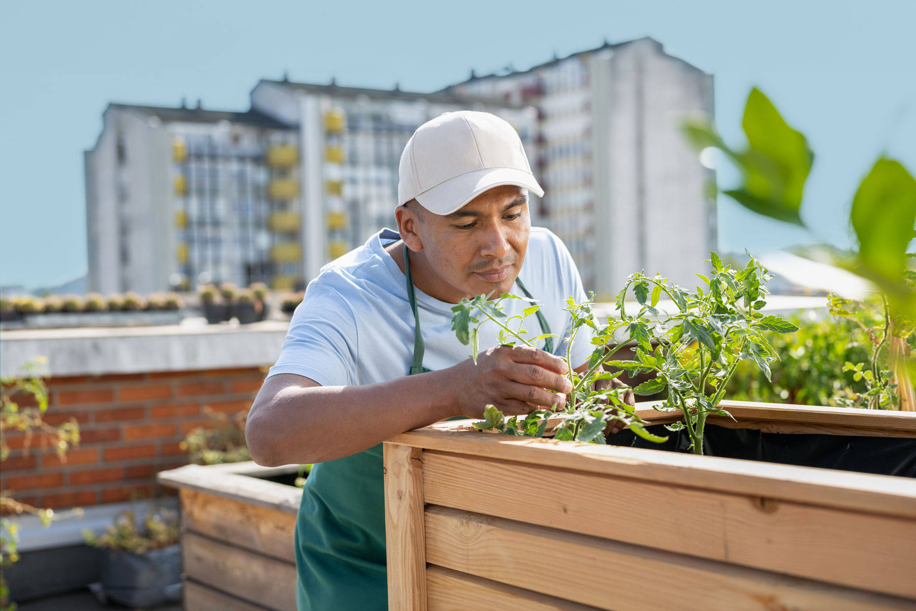 A man leaning over vegetable plants